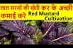 लाल सरसों की खेती  – Lal Sarso, Red Mustard Cultivation Ki Kheti Kaise Kare