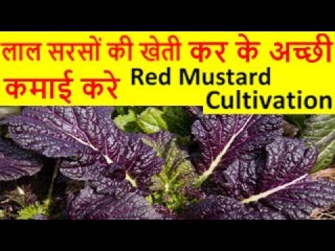 लाल सरसों की खेती  – Lal Sarso, Red Mustard Cultivation Ki Kheti Kaise Kare