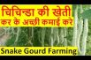 चिचिन्डा की खेती Chichinda Snake Gourd Farming Business