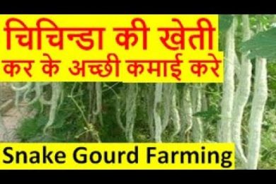 चिचिन्डा की खेती Chichinda Snake Gourd Farming Business