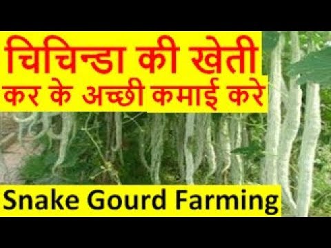 चिचिन्डा की खेती Chichinda Snake Gourd Farming Business