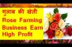 गुलाब की खेती  Rose Farming Business Earn high profit
