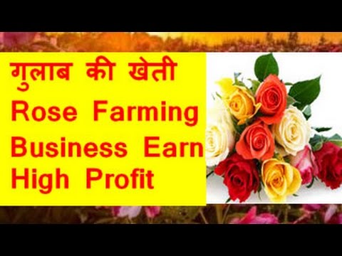 गुलाब की खेती  Rose Farming Business Earn high profit