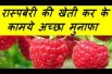 रास्पबेरी की खेती कर के कामये अच्छा मुनाफा Raspberry Farming