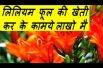 लिलियम फूल की खेती कर के कामये  लाखो मै Lilium Flower Farming