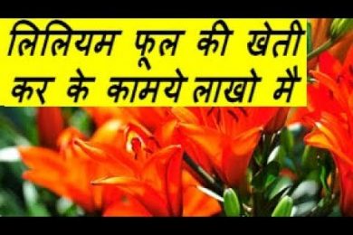लिलियम फूल की खेती कर के कामये  लाखो मै Lilium Flower Farming