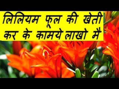 लिलियम फूल की खेती कर के कामये  लाखो मै Lilium Flower Farming