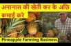 अनानास की खेती कर के अछि कमाई करे  Pineapple Farming Business