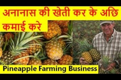 अनानास की खेती कर के अछि कमाई करे  Pineapple Farming Business