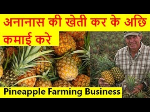 अनानास की खेती कर के अछि कमाई करे  Pineapple Farming Business