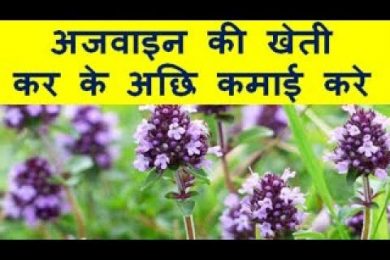 अजवाइन की खेती कर के कमाए अछि कमाई Ajwain Farming