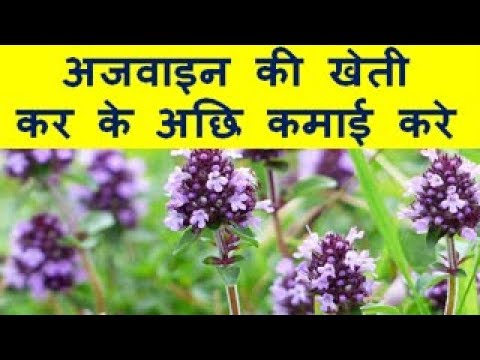 अजवाइन की खेती कर के कमाए अछि कमाई Ajwain Farming