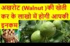 अखरोट (Walnut )की खेती कर के लाखो में होगी आपकी इनकम walnut farming business