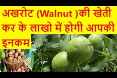 अखरोट (Walnut )की खेती कर के लाखो में होगी आपकी इनकम walnut farming business