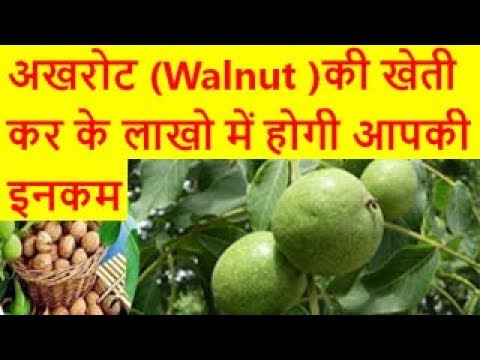 अखरोट (Walnut )की खेती कर के लाखो में होगी आपकी इनकम walnut farming business