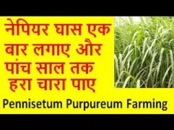 नेपियर घास एक बार लगाए और पांच साल तक हरा चारा पाए pennisetum purpureum farming