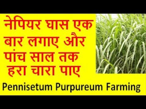 नेपियर घास एक बार लगाए और पांच साल तक हरा चारा पाए pennisetum purpureum farming