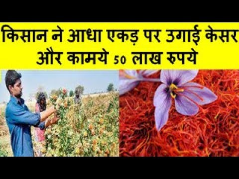 किसान ने आधा एकड़ पर उगाई केसर  Farmer raised half acre of saffron and earned 50 lakh rupees