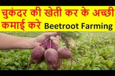चुकंदर की खेती Beetroot Farming Business, chukandar ki kheti, Beetroot cultivation