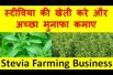 स्टीविया की खेती करे और अच्छा मुनाफा कमाए  Stevia Farming Business
