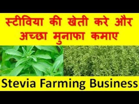 स्टीविया की खेती करे और अच्छा मुनाफा कमाए  Stevia Farming Business