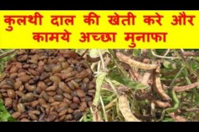 कुलथी दाल की खेती करे और कामये अच्छा मुनाफा Kulthi( Horse Gram )Farming