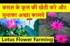 कमल के फूल की खेती करे और मुनाफा अच्छा कामये  Lotus Flower Farming