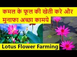 कमल के फूल की खेती करे और मुनाफा अच्छा कामये  Lotus Flower Farming