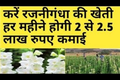 रजनीगंधा की खेती करे हर महीने होगी 2 से 2 5 रुपए कमाई Rajnigandha ( tuberosa) Farming Business