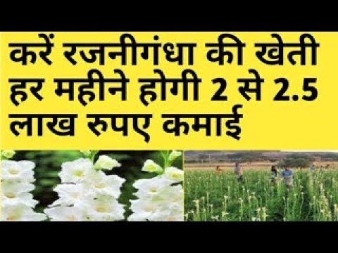 रजनीगंधा की खेती करे हर महीने होगी 2 से 2 5 रुपए कमाई Rajnigandha ( tuberosa) Farming Business