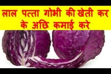 लाल पत्ता गोभी की खेती कर के अछि कमाई करे Red cabbage farming