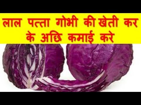 लाल पत्ता गोभी की खेती कर के अछि कमाई करे Red cabbage farming