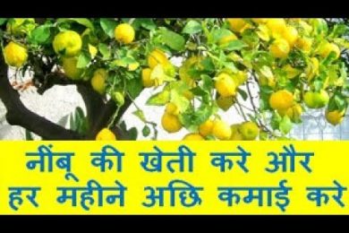 नींबू की खेती करे और हर महीने अछि कमाई करे Lemon (citrus) Farming Business