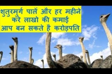 शुतुरमुर्ग पालें और हर महीने करे लाखो की कमाई आप बन सकते है करोड़पति Ostrich Farming Business