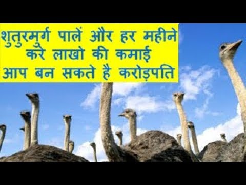 शुतुरमुर्ग पालें और हर महीने करे लाखो की कमाई आप बन सकते है करोड़पति Ostrich Farming Business