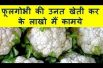 फूलगोभी की उनत खेती कर के लाखो मैं कामये Cauliflower Farming