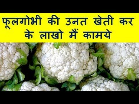 फूलगोभी की उनत खेती कर के लाखो मैं कामये Cauliflower Farming