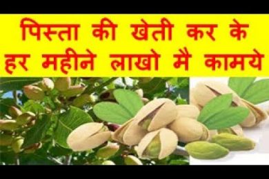 Pista farming Business Earn in Lakhs पिस्ता की खेती कर के हर महीने लाखो मै कामये