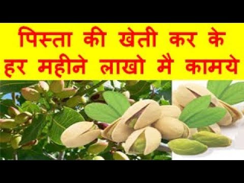 Pista farming Business Earn in Lakhs पिस्ता की खेती कर के हर महीने लाखो मै कामये