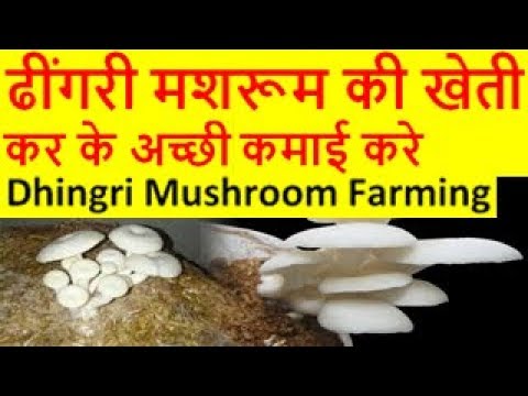 ढींगरी मशरूम की खेती Dhingri Mushroom Farming, Dhingri Mushroom cultivation in hindi