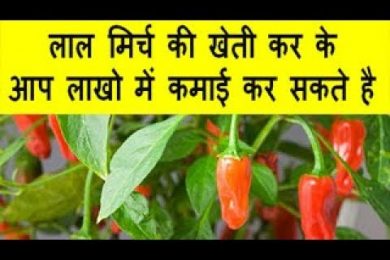 लाल मिर्च की खेती कर के आप लाखो में कमाई कर सकते है Red chilly farming