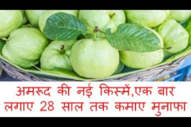 अमरूद की नई किस्‍में, एक बार लगाए 28 साल तक कमाए मुनाफा