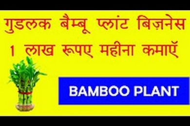 गुडलक वाला ये प्‍लान्ट कराएगा आपको लाखों की कमाई – Bamboo Plant can earn money for you- Lucky Plants