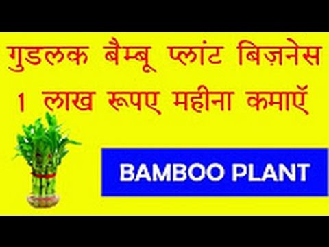 गुडलक वाला ये प्‍लान्ट कराएगा आपको लाखों की कमाई – Bamboo Plant can earn money for you- Lucky Plants