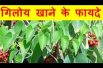 गिलोय खाने के फायदे Giloy Health Benefits