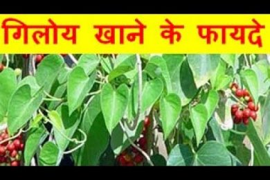 गिलोय खाने के फायदे Giloy Health Benefits