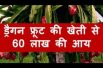 ड्रेगन फ्रूट की खेती कर आप 60 लाख तक की कमाई कर सकते है Dragon Fruit Farming