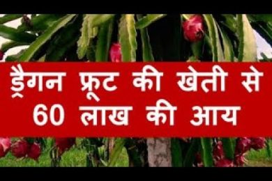 ड्रेगन फ्रूट की खेती कर आप 60 लाख तक की कमाई कर सकते है Dragon Fruit Farming