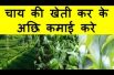 चाय की खेती कर के अछि कमाई करे Tea Farming Business