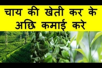 चाय की खेती कर के अछि कमाई करे Tea Farming Business
